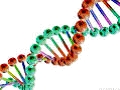 DNA molekyl